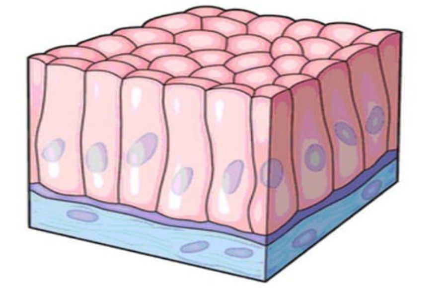 Detail Gambar Jaringan Epitel Pipih Selapis Nomer 12
