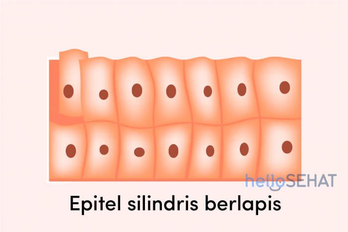 Detail Gambar Jaringan Epitel Pipih Selapis Nomer 13