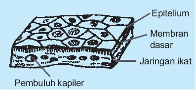 Detail Gambar Jaringan Epitel Pipih Selapis Nomer 16