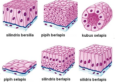 Detail Gambar Jaringan Epitel Pipih Selapis Nomer 18