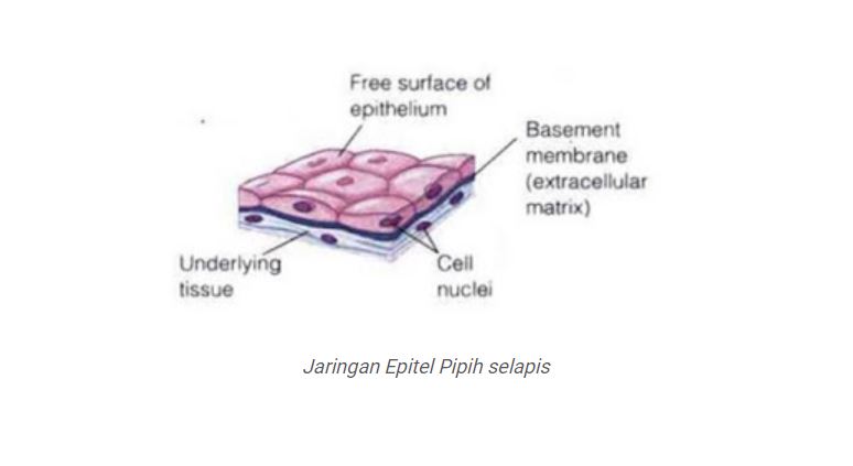 Detail Gambar Jaringan Epitel Pipih Selapis Nomer 32