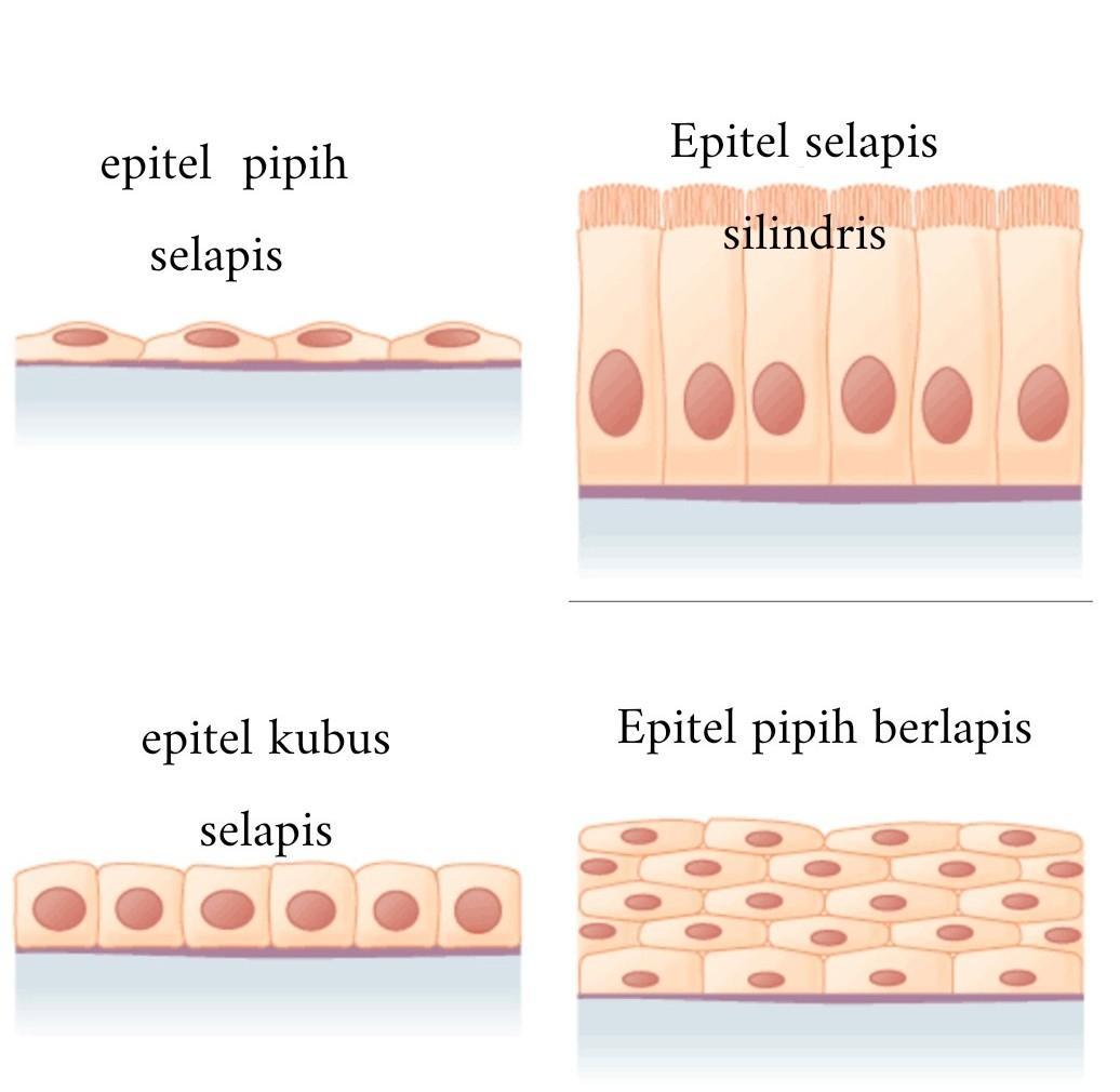 Detail Gambar Jaringan Epitel Pipih Selapis Nomer 34