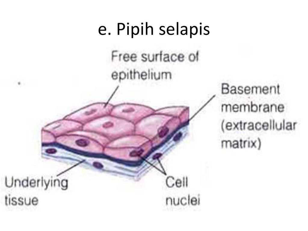 Detail Gambar Jaringan Epitel Pipih Selapis Nomer 35