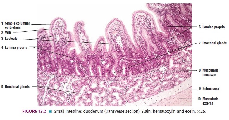 Detail Gambar Jaringan Epitel Pipih Selapis Nomer 37