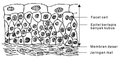 Detail Gambar Jaringan Epitel Pipih Selapis Nomer 38