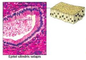 Detail Gambar Jaringan Epitel Pipih Selapis Nomer 40