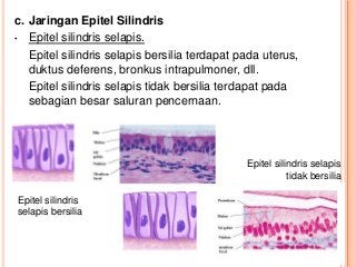 Detail Gambar Jaringan Epitel Pipih Selapis Nomer 44