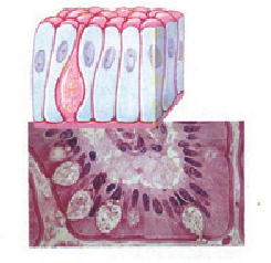 Detail Gambar Jaringan Epitel Pipih Selapis Nomer 45