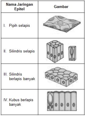 Detail Gambar Jaringan Epitel Pipih Selapis Nomer 46