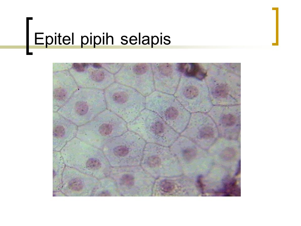 Detail Gambar Jaringan Epitel Pipih Selapis Nomer 48