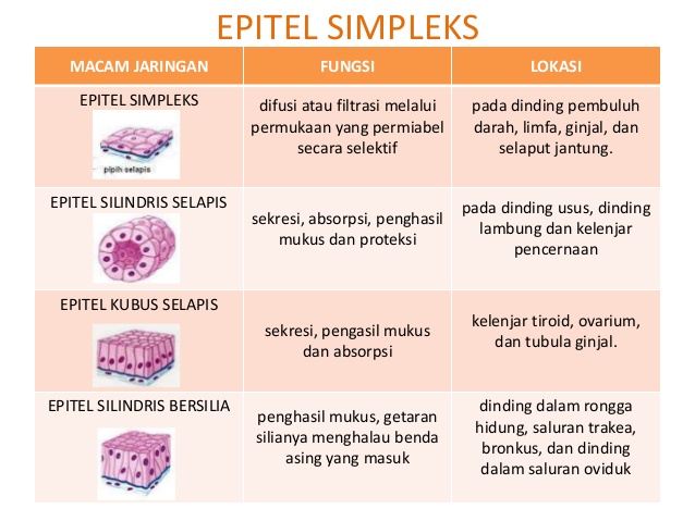 Detail Gambar Jaringan Epitel Pipih Selapis Nomer 50