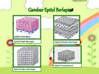 Detail Gambar Jaringan Epitel Pipih Selapis Nomer 53