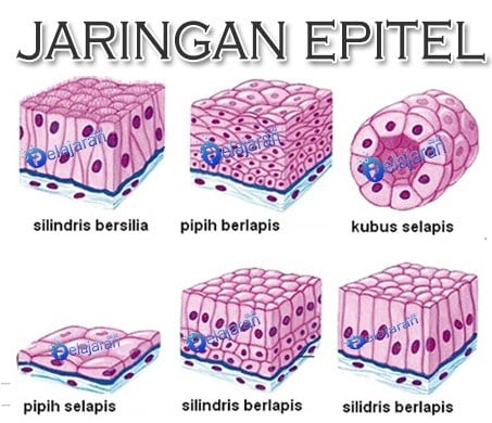 Detail Gambar Jaringan Epitel Selapis Nomer 2