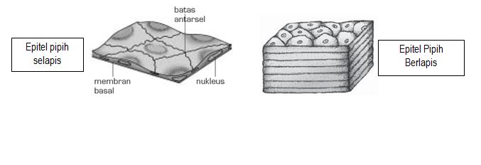 Detail Gambar Jaringan Epitel Selapis Nomer 17