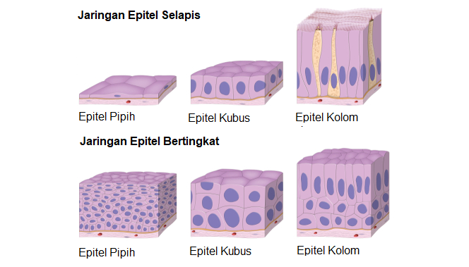 Detail Gambar Jaringan Epitel Selapis Nomer 4