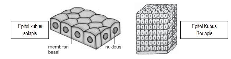 Detail Gambar Jaringan Epitel Selapis Nomer 27