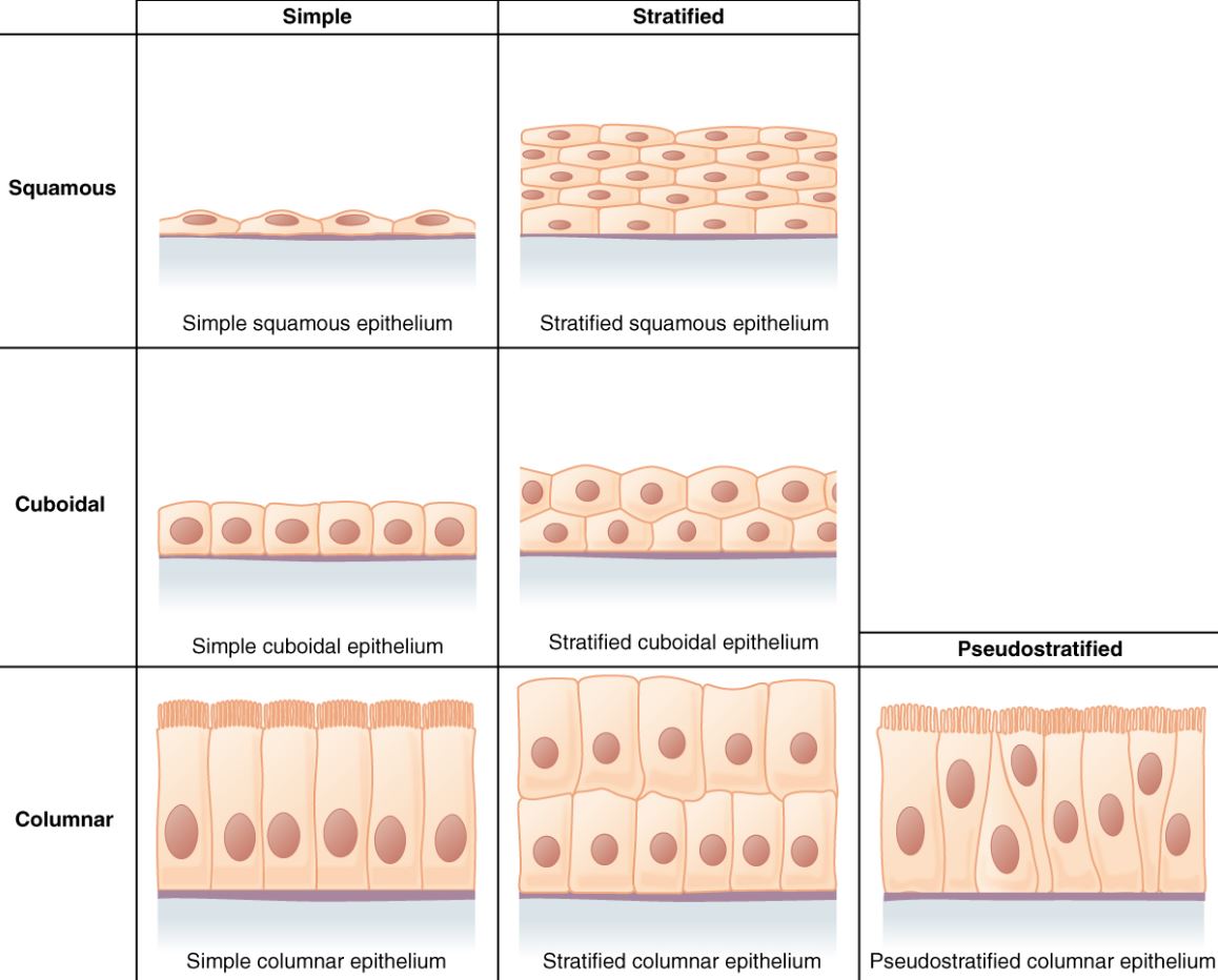 Detail Gambar Jaringan Epitel Selapis Nomer 5