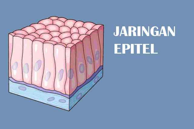 Detail Gambar Jaringan Epitel Selapis Nomer 45