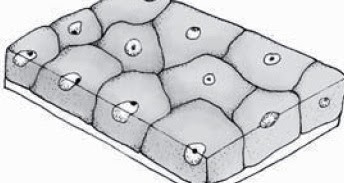 Detail Gambar Jaringan Epitel Selapis Nomer 48
