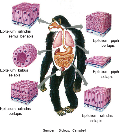 Detail Gambar Jaringan Epitel Selapis Nomer 50