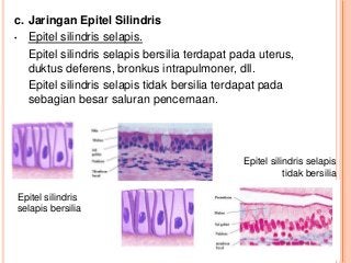 Detail Gambar Jaringan Epitel Selapis Nomer 51