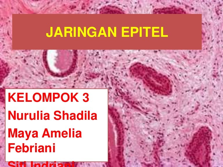 Detail Gambar Jaringan Epitel Selapis Nomer 52