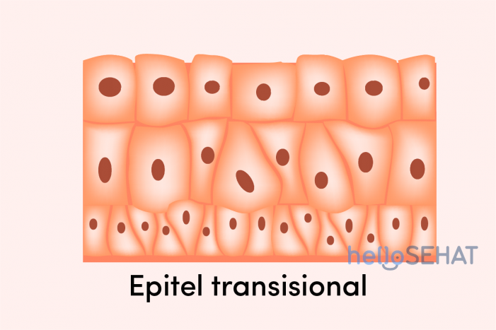 Gambar Jaringan Epitel Transisional - KibrisPDR