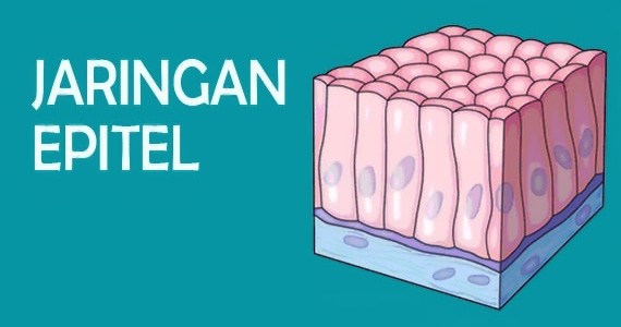 Detail Gambar Jaringan Epitel Transisional Nomer 16