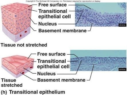 Detail Gambar Jaringan Epitel Transisional Nomer 21