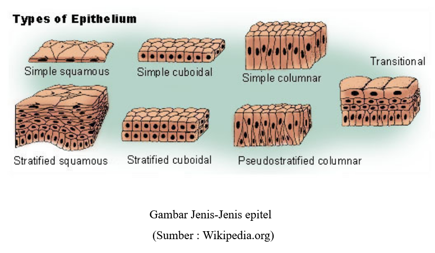 Detail Gambar Jaringan Epitel Transisional Nomer 25