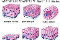 Detail Gambar Jaringan Epitel Transisional Nomer 27