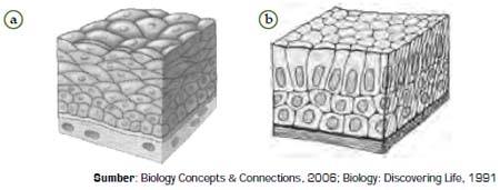 Detail Gambar Jaringan Epitel Transisional Nomer 31