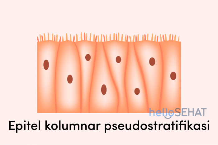 Detail Gambar Jaringan Epitel Transisional Nomer 37