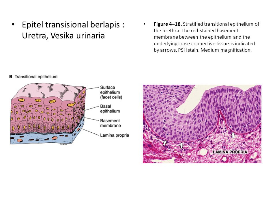 Detail Gambar Jaringan Epitel Transisional Nomer 38