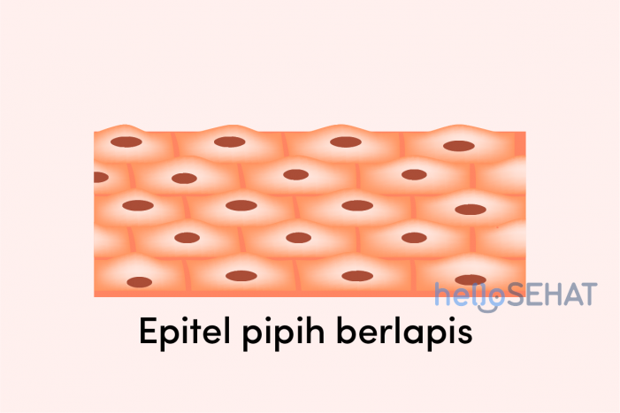 Detail Gambar Jaringan Epitel Transisional Nomer 44