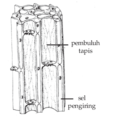 Detail Gambar Jaringan Floem Nomer 13