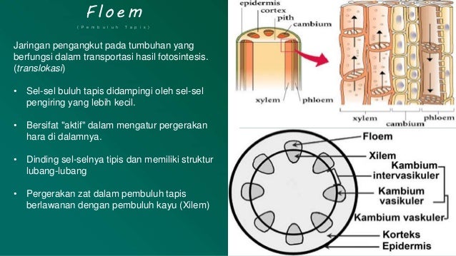 Detail Gambar Jaringan Floem Nomer 37