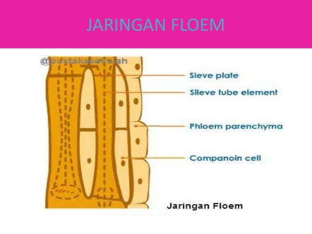 Detail Gambar Jaringan Floem Nomer 39