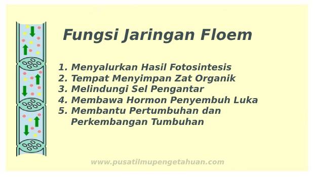 Detail Gambar Jaringan Floem Nomer 43