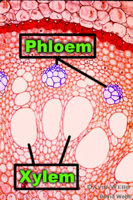 Detail Gambar Jaringan Floem Nomer 48