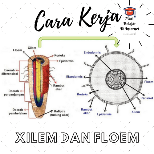 Detail Gambar Jaringan Floem Nomer 57