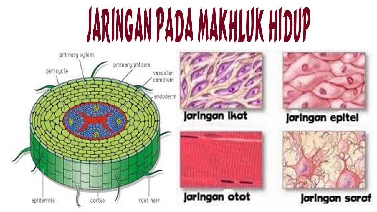 Detail Gambar Jaringan Hewan Nomer 17