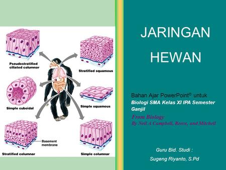 Detail Gambar Jaringan Hewan Nomer 18