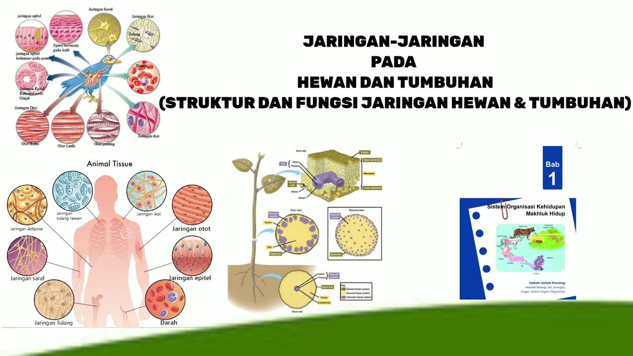 Detail Gambar Jaringan Hewan Nomer 19