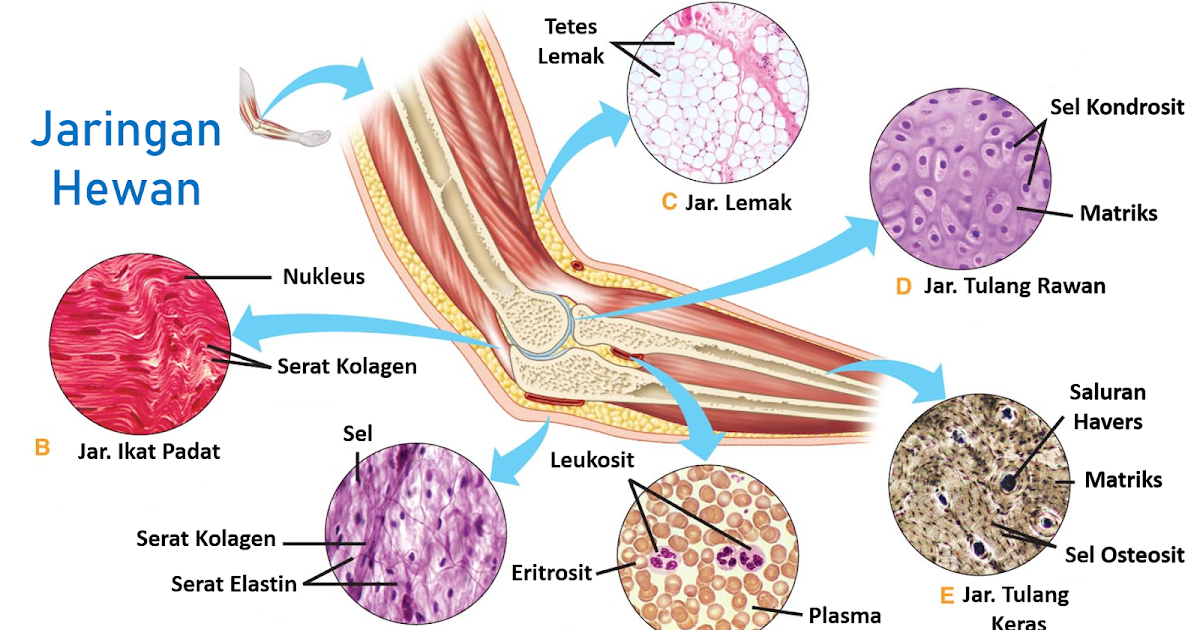 Detail Gambar Jaringan Hewan Nomer 24