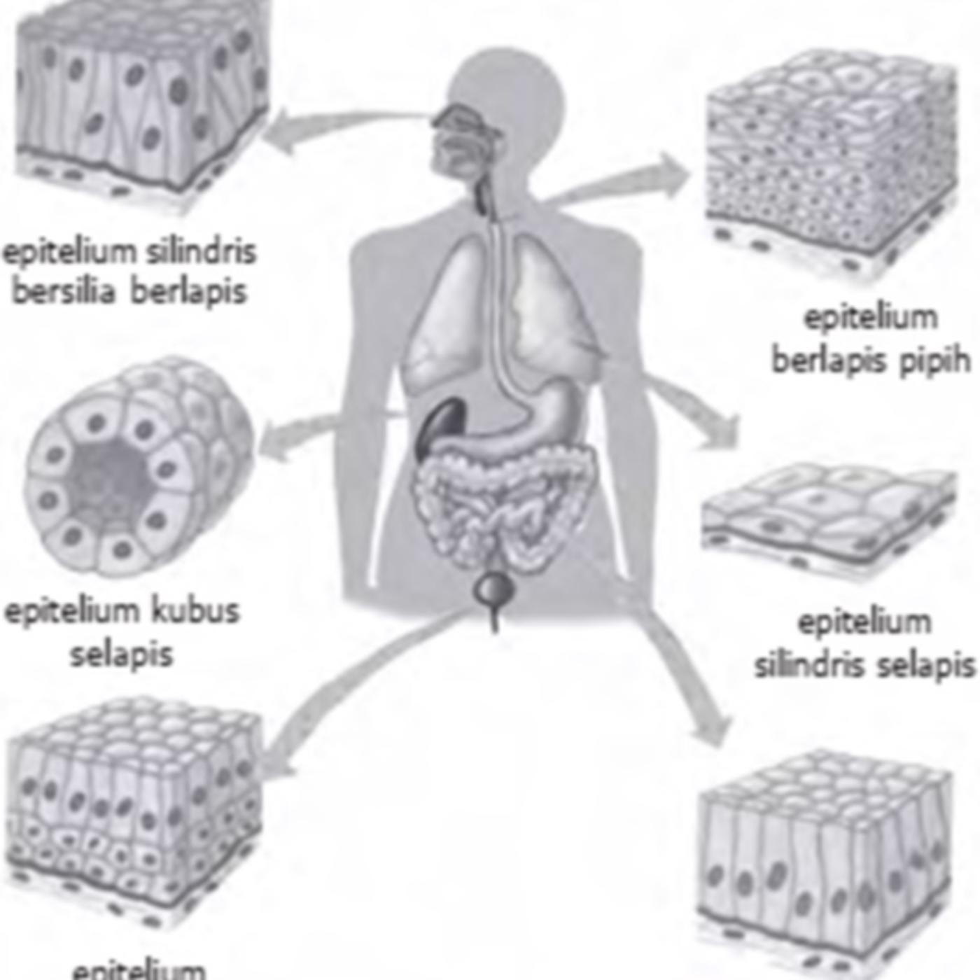 Detail Gambar Jaringan Hewan Nomer 26