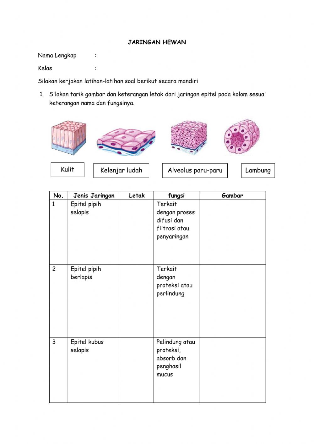 Detail Gambar Jaringan Hewan Nomer 4