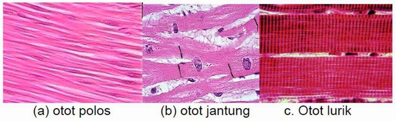 Detail Gambar Jaringan Hewan Nomer 29