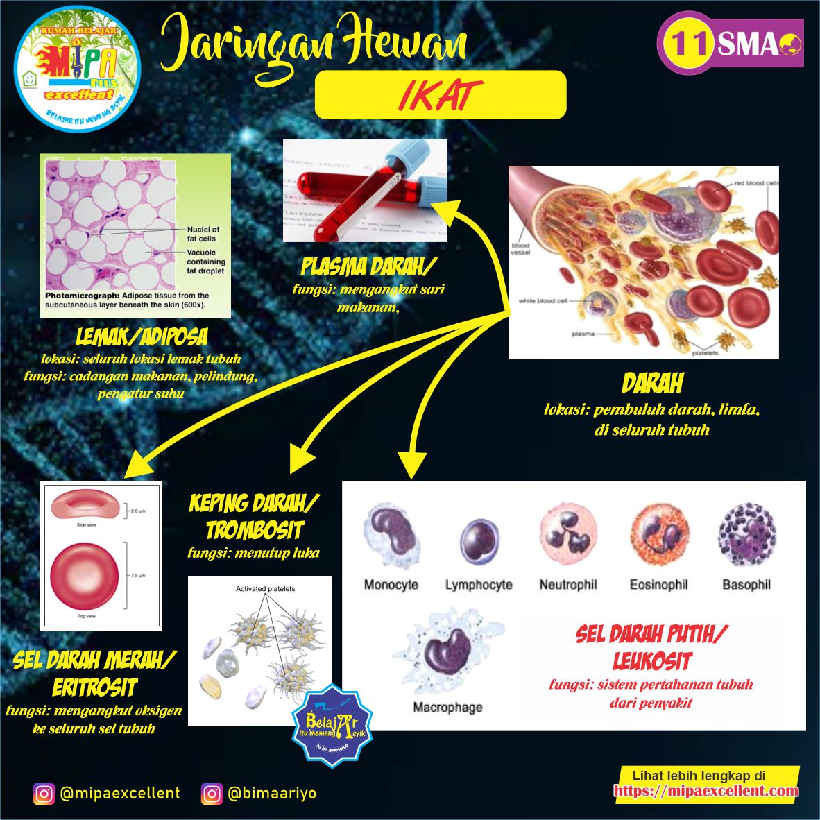 Detail Gambar Jaringan Hewan Nomer 32