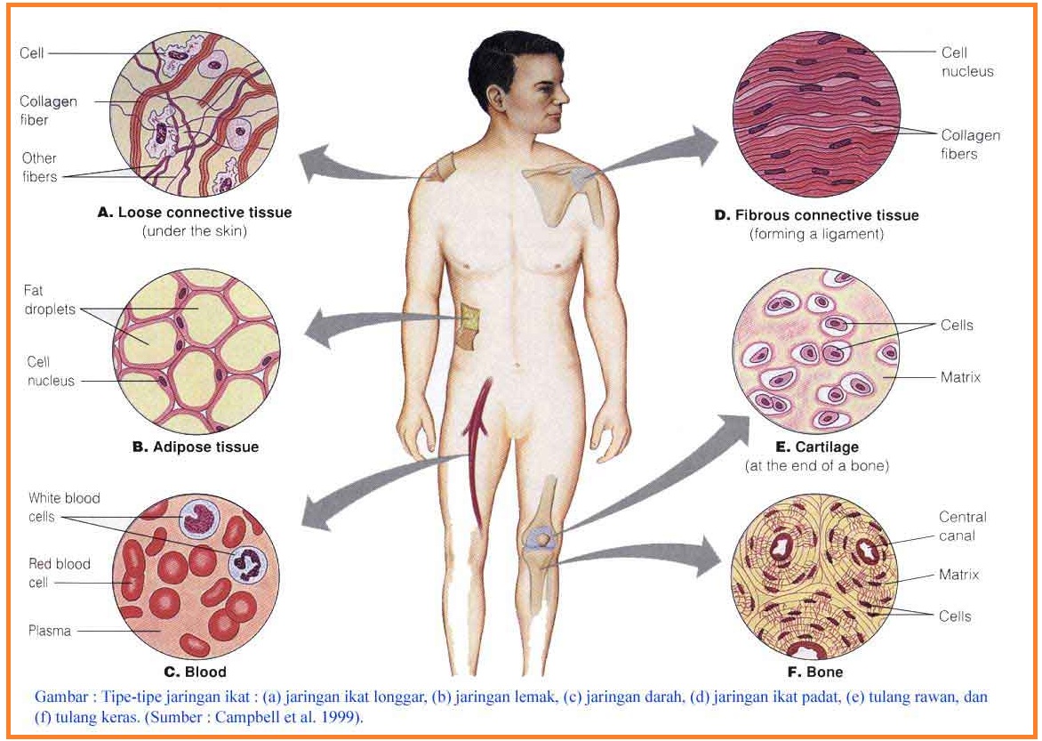 Detail Gambar Jaringan Hewan Nomer 35